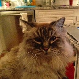 AnnaAlfay's profile picture. 