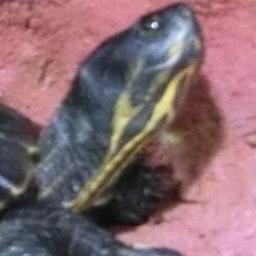 Gelbwangenschmuckschildkröte, sehr klug, lebt im Internet und spielt gerne Spiele mit Fotos. Tweetet über das Fotografieren. Tweeted und retweeted Fotos.