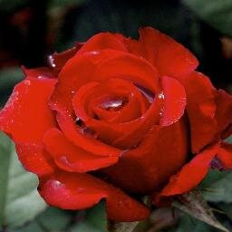 ahmets58's profile picture. Bismillahirrahmanirrahim / بِسْــــــــــــــــــمِ اﷲِالرَّحْمَنِ اارَّحِيم .