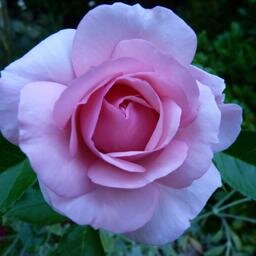 mycatswhiskers2's profile picture. Proud New Zealander:  Disillusioned with humans. Aim to do what I can via petitions & tweets to protect animals and the planet.