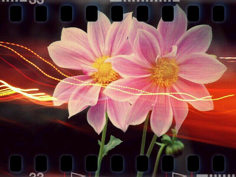 I enjoy gardening, quilting, needlework, and all forms of art.