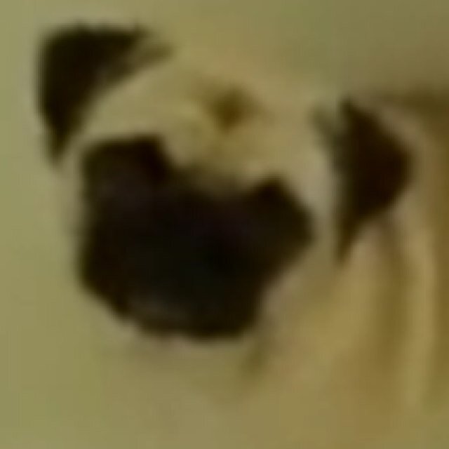 puppypower12345's profile picture. 