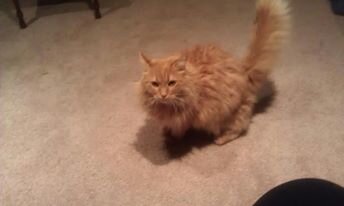 I am an avid reader and love all the paranormal books But love my cat the most.