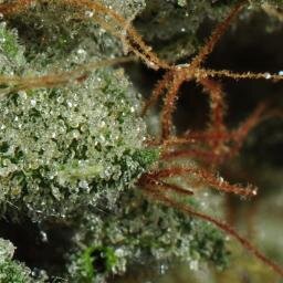 Denver Weed Tours and Colorado Weed Tours Dispensaries Tours of the the Best Medical Marijuana and Colorado Dispensaries Colorado Cannabis Cup winning strains!