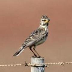 akusonomono's profile picture. 見た目は善人、頭脳は悪人。その名は大魔王アクバー！！