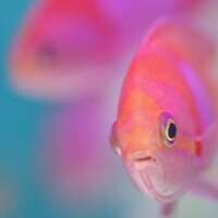 sarahjwindow's profile picture. 