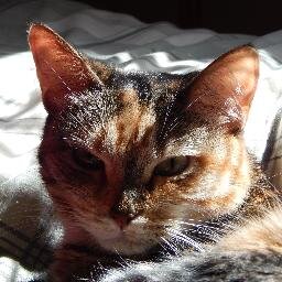 Cat person, geek, documentary *and* anime lover and gamer (Kerbal Space Program and Star Trek Online)