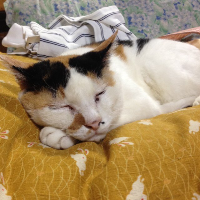 harmonics_drink's profile picture. 某高等学校の数学&理科教師。しかし本当の姿はただのオタク。重度のニコニコ中毒者。水とネットさえあれば多分一ヶ月は余裕。ちなみにバイブルはフルメタルパニック。 フルメタ/よつばと/宇宙兄弟/ジャイキリ/カペタ/銀の匙/三月のライオン/ラーメンズ