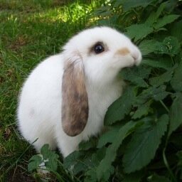 ◕ ◡ ◕ ♡