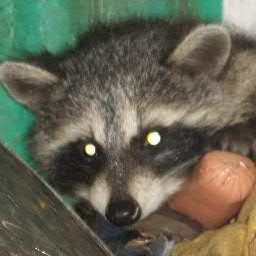 tearing up your garbage, stealing your food, carrying babies around in a pouch
