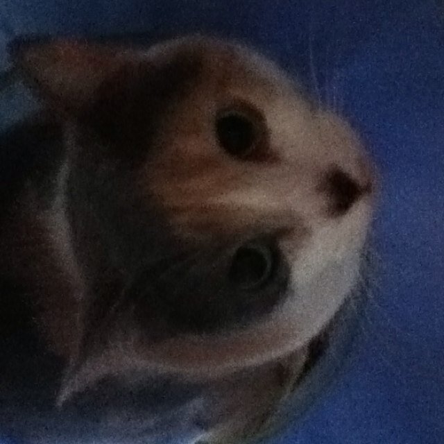 My Owner Is @SamMorgasm And I Am A Pimp