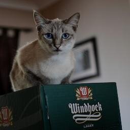 This is my cat who was murdered by a speeding driver. Don't speed, 'cause if you do you're a cunt. 