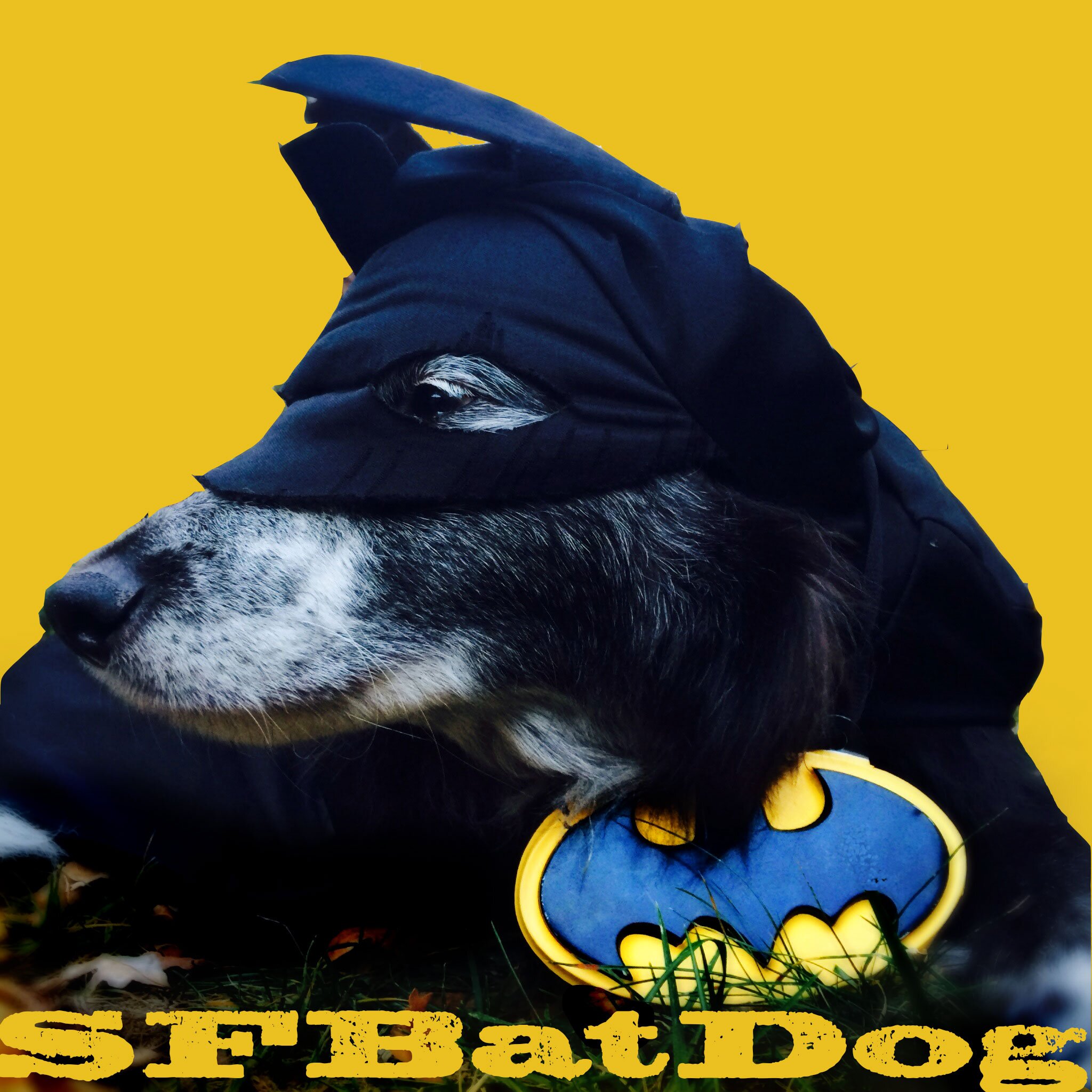 #SFBatDog fights crime in Gotham City Supports #SFBatKid @sfwish + Info, Fun and Events for Human + Canine Superheroes