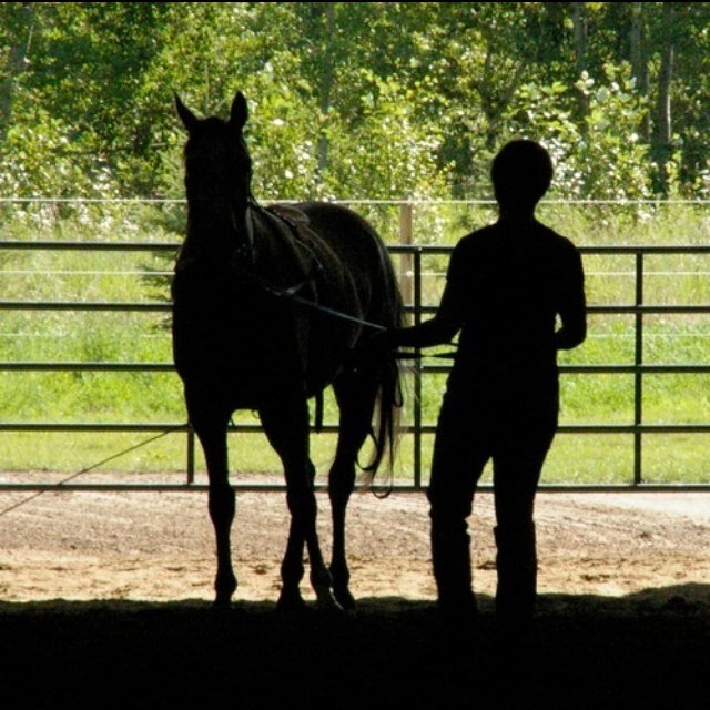 Super leuke paardentweets en nog veel meer! Foto's, wedstrijds, quizen ect! Ben je ook een paardenfan? Volg dan snel dit acc! (: