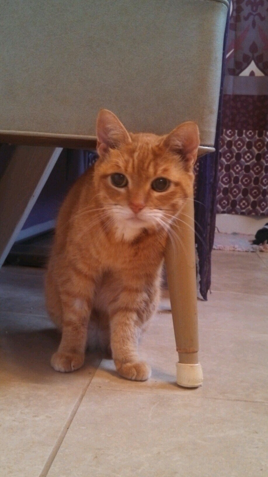 massage therapist, reiki master teacher, yoga instructor, cat lover, looking for love in ALL the places I go
