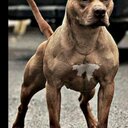 david vijil - @blomni13 - Twitter