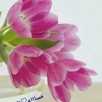 naglaa (@naglaa1965) 's Twitter Profile