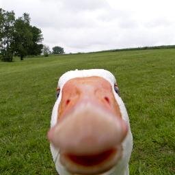 Lard_Baron Profile Picture
