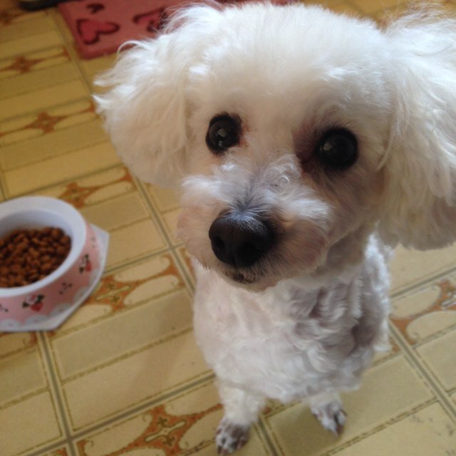 3riry_mya0e1's profile picture. 親1人、子1人。１月に18歳🐩虹の橋組さんへ。動物病院勤務13年目。 ♡→動物、食べること、読書。中医学、栄養学、キャンプ🏕に興味を持ち始めました。