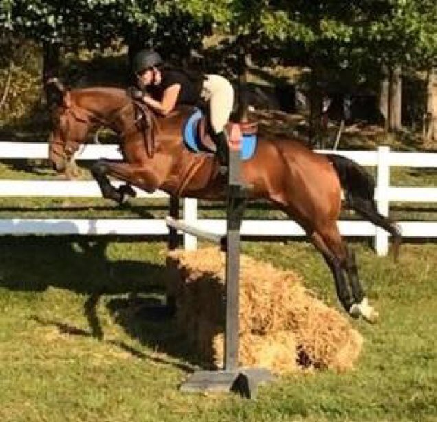 professional equestrian & horse show gypsy. work hard, play hard, and owe no one.