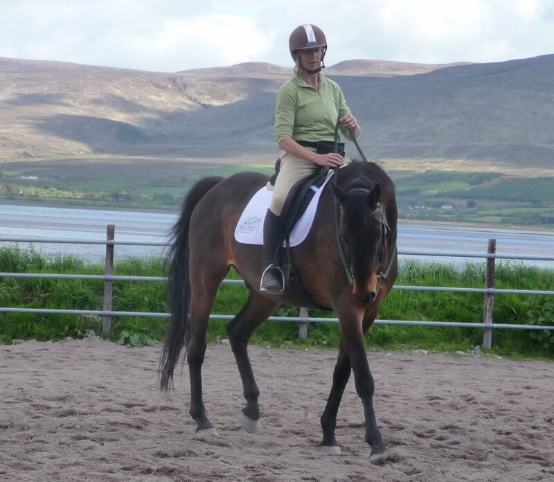 Horse Clicker Trainer, Horse Sport Ireland Coach, Manager Click That Horse