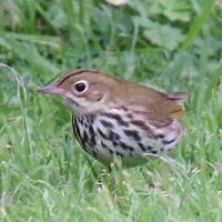 Sean Davies (@glastobirder) 's Twitter Profile