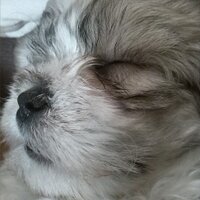Peter Reilly (@peterrobreilly) 's Twitter Profile