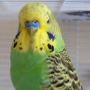 Bruce Baxter - @Budgiefancier - Twitter