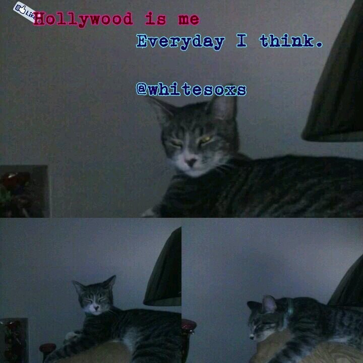 #CatLovers                           sallyc278@gmail.com