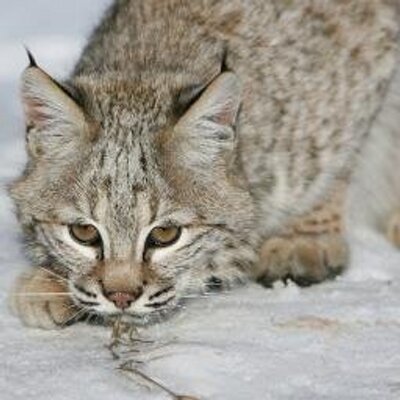 Media Tweets By Le Lynx Rouge Lelynx Rouge Twitter