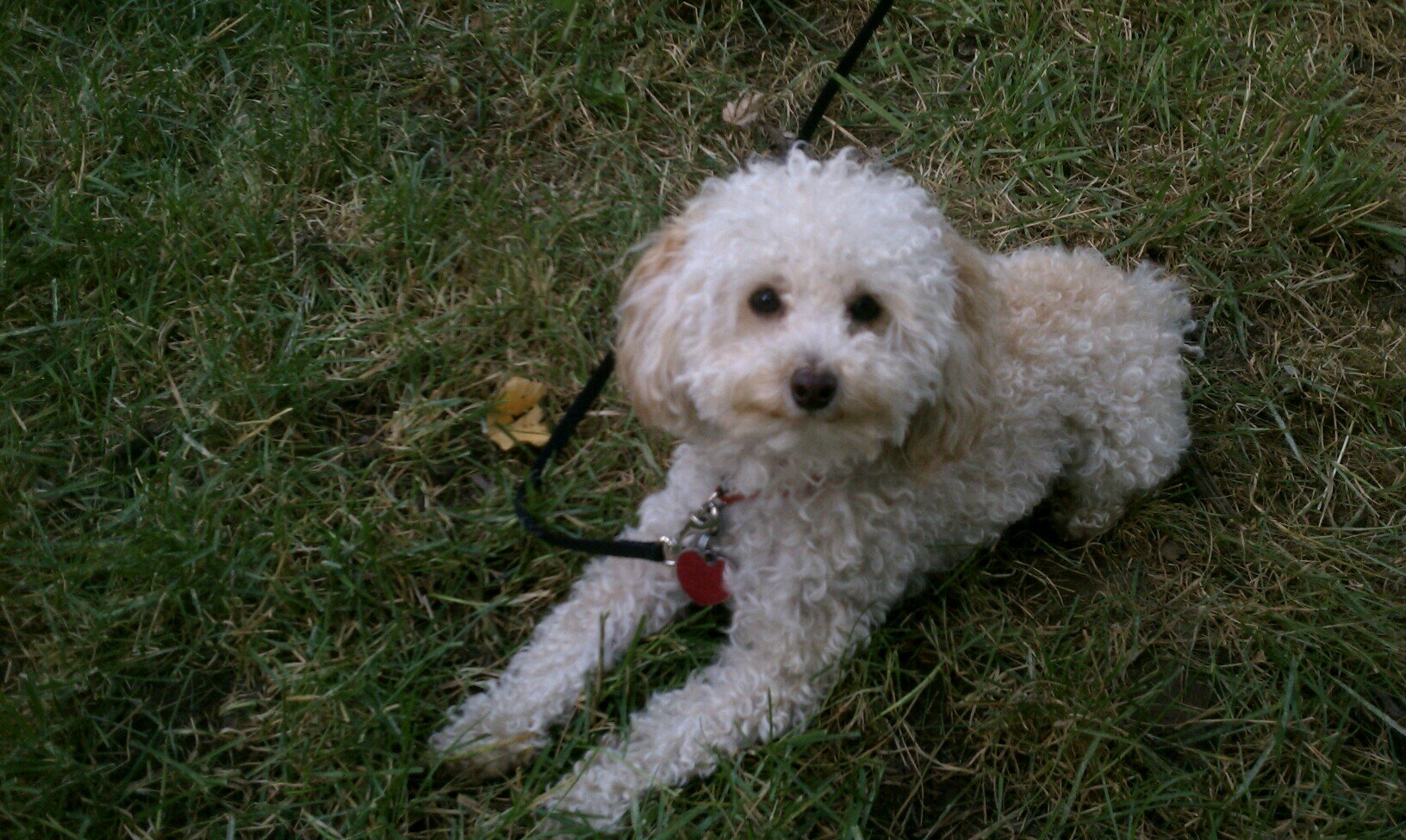 MikeTazelaar's profile picture. Truth, justice, and the American way
Dog lover