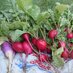 Vegetable Project (@vegetableprojec) Twitter profile photo Vegetable Project (@vegetableprojec) Twitter profile photo