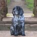 susie (@fenella86) Twitter profile photo