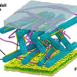 Cellwall4prez's profile picture. Cell wall makes the tough call. 
Cell wall makes the haters fall