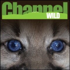 Educationally charged and driven with a passion for all creatures, ChannelWILD is an exciting internet video channel that gets you closer to wildlife.