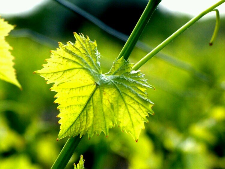 champagne_day's profile picture. Champagne day october 25th