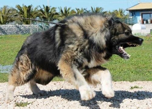 I love dogs but Caucasian shepherd dogs are my favourite