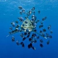 MomoTrader 007 (@momotrader007) 's Twitter Profile