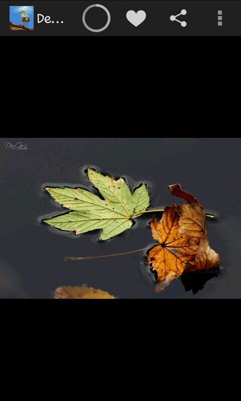 ِ ﻭَﻣَﺎ ﺗَﺴْﻘُﻂُ ﻣِﻦْ ﻭَﺭَﻗَﺔٍ ﺇِﻟَّﺎ ﻳَﻌْﻠَﻤُﻬَﺎ ﻭَﻻ‌ ﺣَﺒَّﺔٍ ﻓِﻲ ﻇُﻠُﻤَﺎﺕِ ﺍﻷ‌َﺭْﺽِ ﻭَﻻ‌ ﺭَﻃْﺐٍ ﻭَﻻ‌ ﻳَﺎﺑِﺲٍ ﺇِﻟَّﺎ ﻓِﻲ ﻛِﺘَﺎﺏٍ ﻣُﺒِﻴﻦٍ