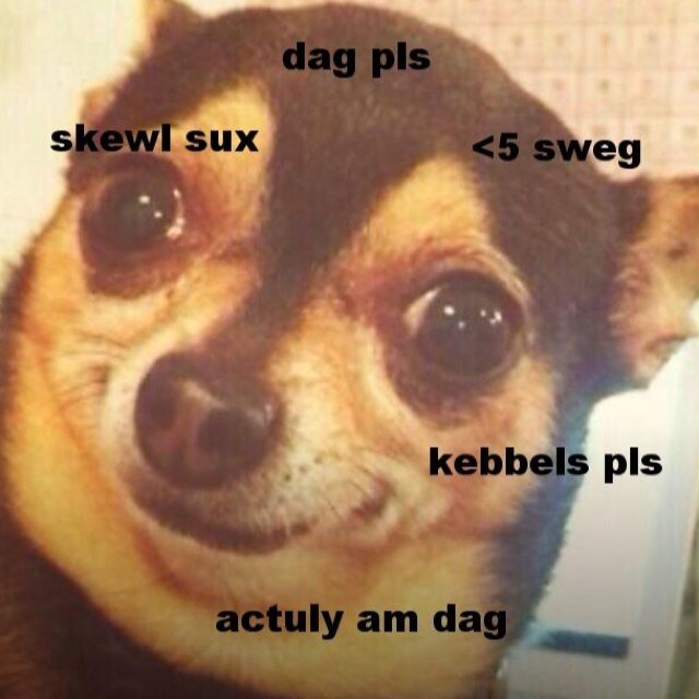 dags is actuly more beter den catz