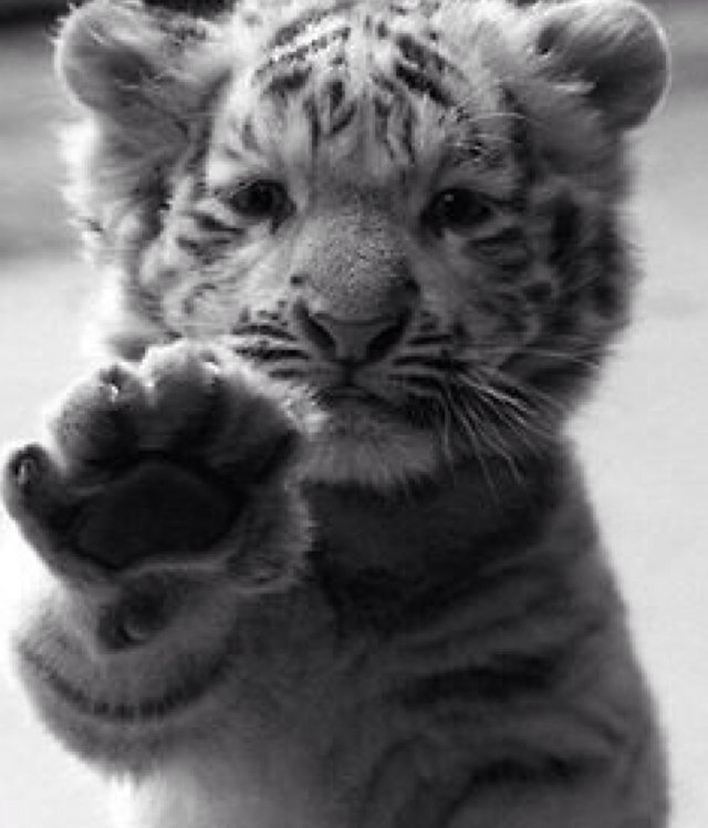 I belong to @_ImABird. Protector of Cage, Allie, Mini, and Chase. Mess with my humans and I'll make you my snack. #MERP #Pet #OC [18+RP]