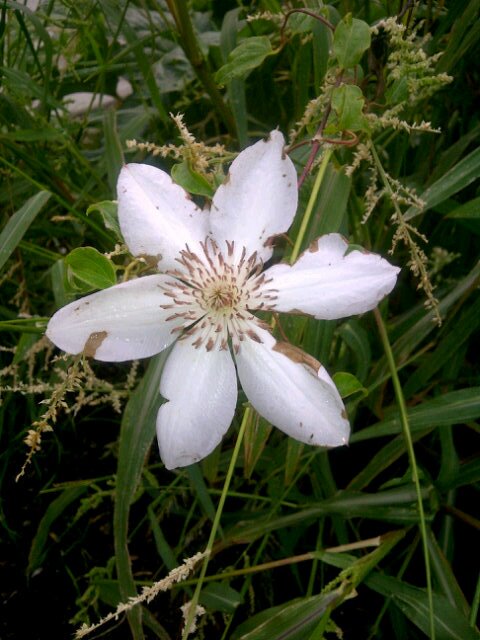 glimpsified's profile picture. Regular mortal.  Lover of the truth.