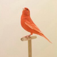 ghadoo (@ghadoorsh) 's Twitter Profile Photo
