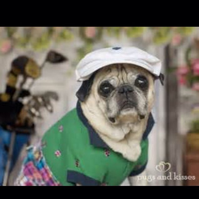 EVERYTHING GOLF MAKES ME WAG MY TAIL! IF GOLF MAKES YOU HAPPY TOO THEN SEND THIS PUG A TEE TIME REQUEST!