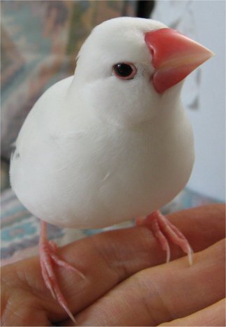 千葉県市川市八幡で迷子の白文鳥ピーちゃんをさがしています。ほぼ真っ白ですが尾羽の上にグレーの部分があります。「ピーちゃん、ホーホケキョ、かわいい」とさえずります。人になれていて肩にとまります。ベランダ、ドアや窓の周り、軒下、花壇や植え込み、木の上にいる場合があります。見かけたり保護していただけましたらお知らせください。