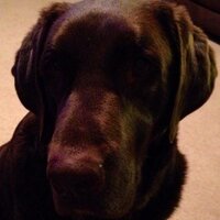 . (@azdoobie1121) 's Twitter Profile