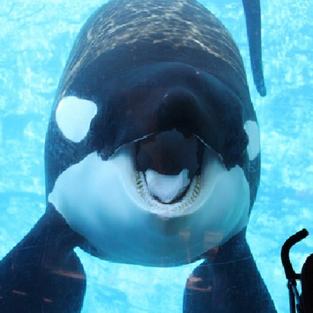 Animals do not exist for our entertainment, help us END CAPTIVITY NOW!