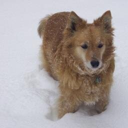 tchrmom93's profile picture. Retired middle school teacher, UVA Alum,