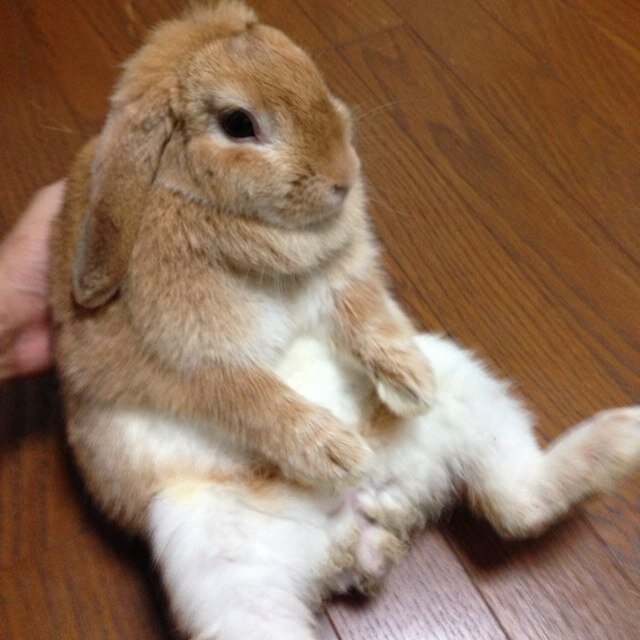 うさぎbot Maarin1919 Twitter うさぎbot Maarin1919 Twitter