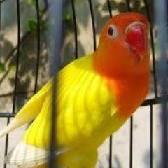_komunitas_jual_beli_burung_